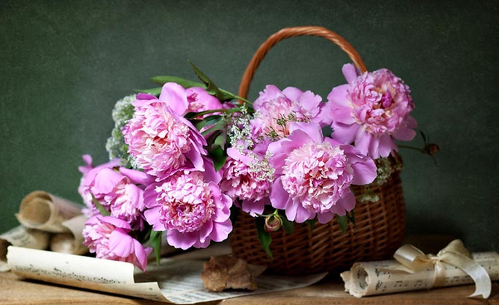 hoa mẫu đơn 02